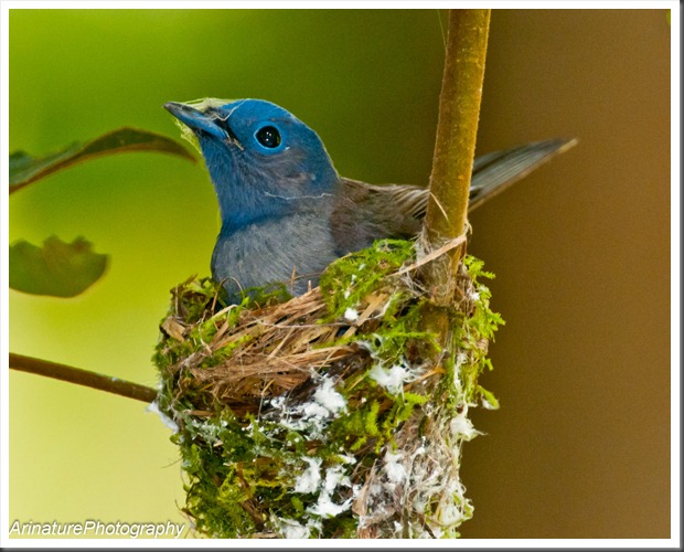 Naturalist Photography: Black-Naped Monarch